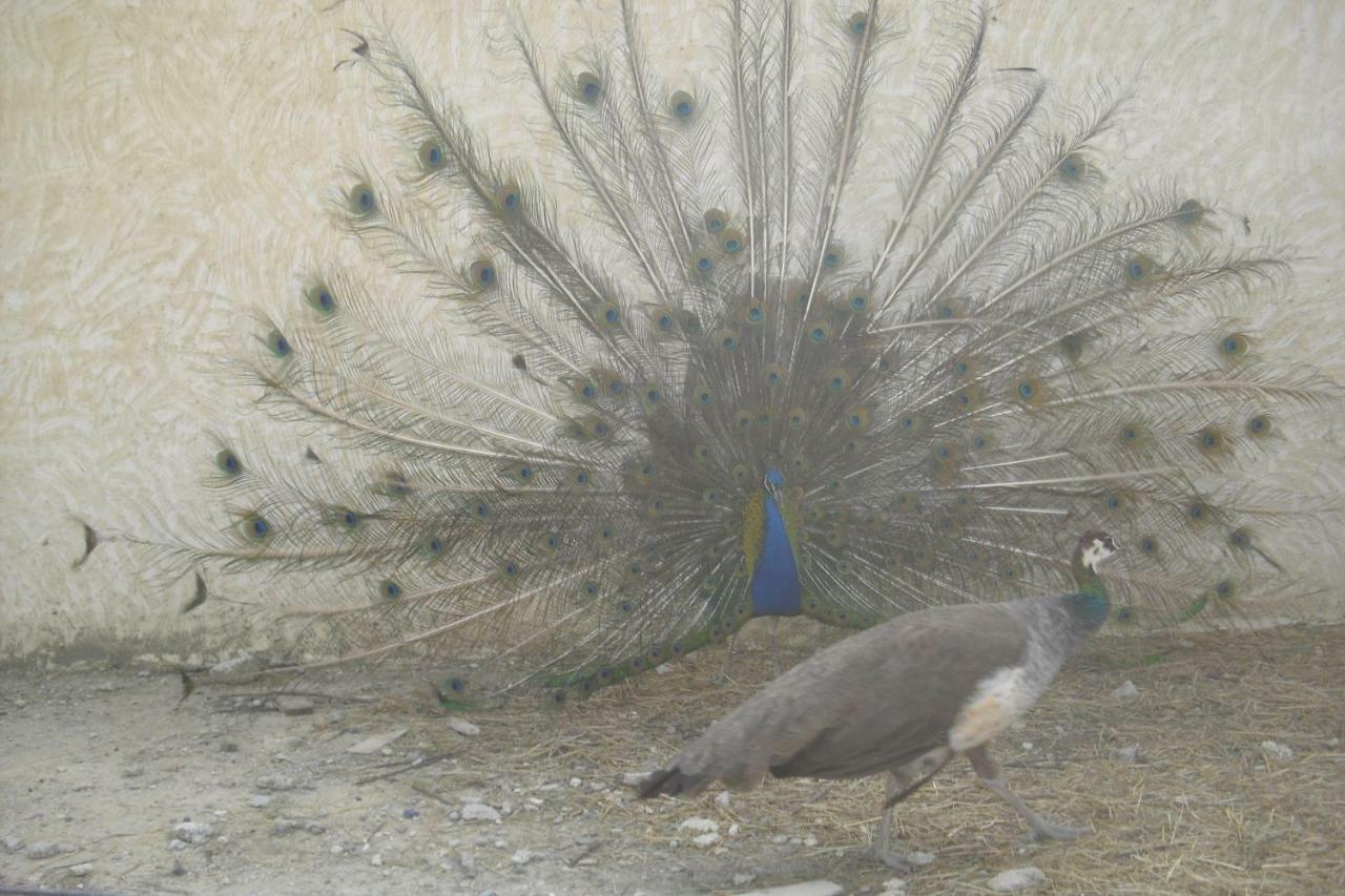 Lou Mas Li Pitchoun "Le Luberon " Villa Gordes Dış mekan fotoğraf